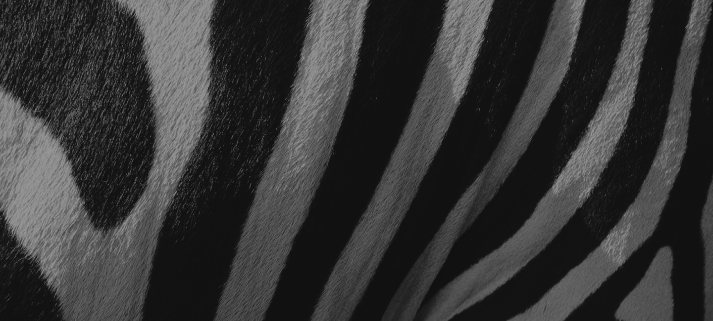 black and white photo of zebra prints
